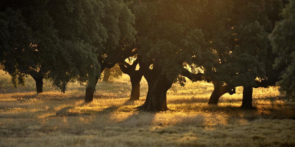 Grândola Herdade Das Barradas Da Serra מראה חיצוני תמונה